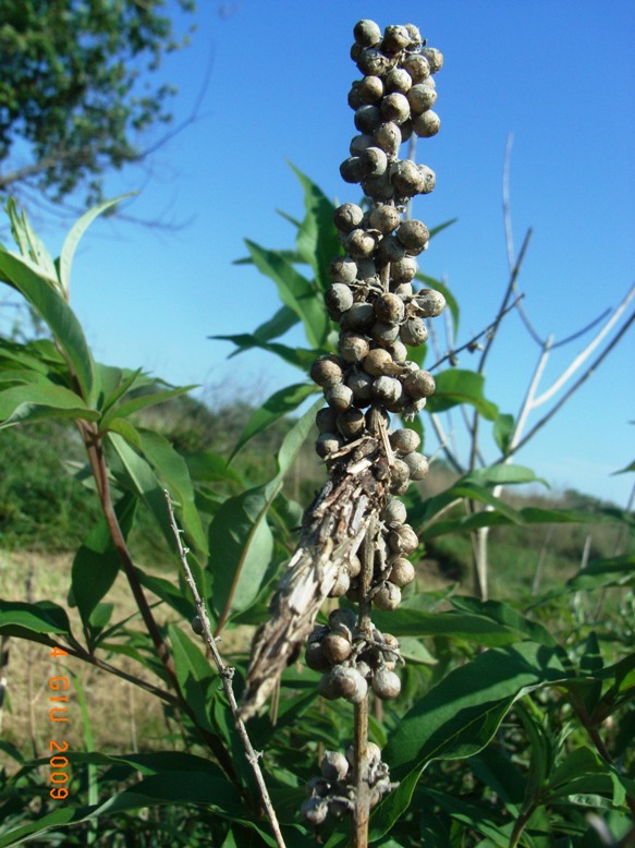 Vitex agnus-castus / Agnocasto